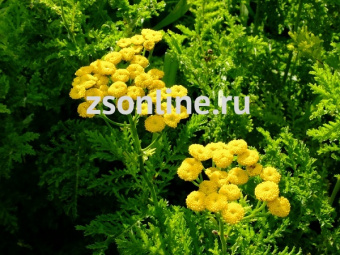 Изображение загружено обработкой по данным файла Excel