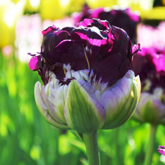 2a9780a57448ef135f0efed373c4666c