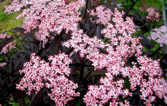 Саженец Бузина Гинчо Пёпл