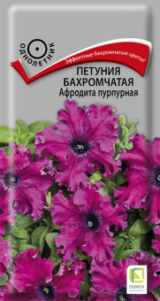 petunia_bahrom_afrodita_purpur