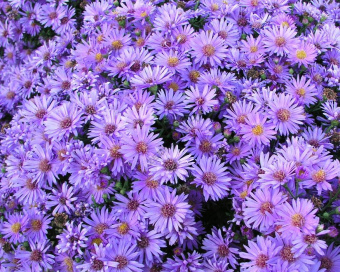 ASWO_1w_Aster_Woods_Purple.1490715565