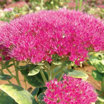 Очиток видный "Brillant" С1,5