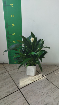Спатифиллум 13/40 см
