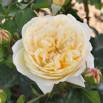 rosa_floribunda_vasa_lemon