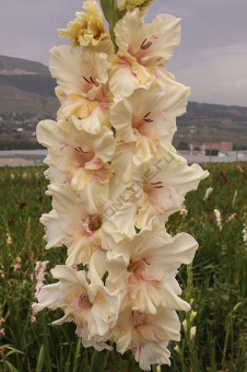 Гладиолус Властелин