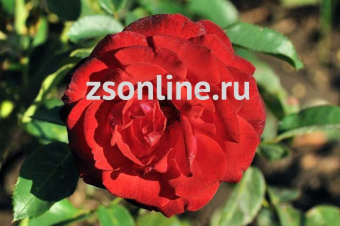 Изображение загружено обработкой по данным файла Excel