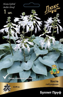 hosta_gibrid_bullet_pruf_kaper