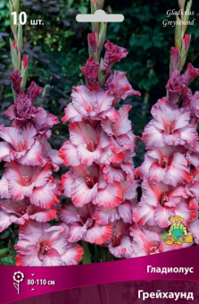 Гладиолус Грейхаунд 10шт