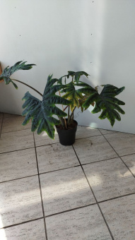 Алоказия D19 H50 см