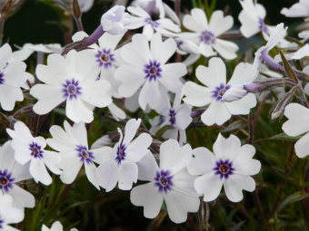 phlox_subulata_bavaria79