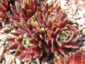 Молодило Юбилей