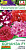 Петуния Бонанза F1 обильноцветущая махровая, смесь сортов, Драже, 10шт (Аэлита)