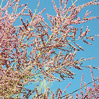 Тамарикс пятитычинковый Рубра/ЦКор