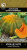 tykva_muskat_muscade_agro