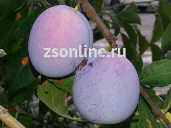 НоменклатураПрисоединенныеФайлы