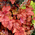 Гейхера, Heuchera "Redstone Falls", лист медно-красный, h30 см, С 3л