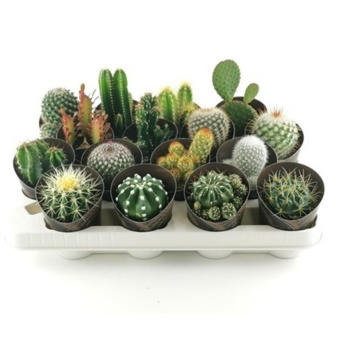 Кактус микс D7см H11см