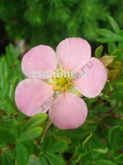 Изображение загружено обработкой по данным файла Excel