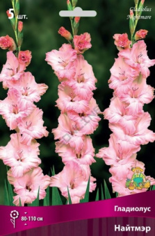 gladiolus_naitmare_kaper