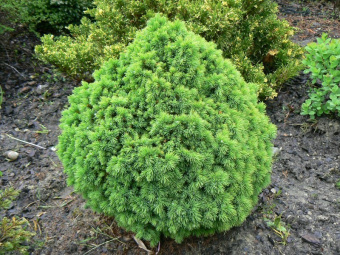 Ель сербская сизая Альберта Глоуб, Picea glauca, в горшке, 20-25 см