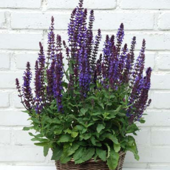 Сальвия дубравная (Шалфей) Нью Дименшн Блу/К