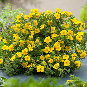 lapchatka-kustarnikovaya-goldfinger-yarko-zheltaya-30-40sm-s2-1