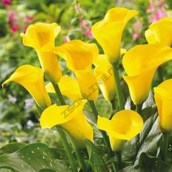 Калла Голд Краун/К