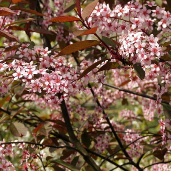 Черемуха V 3л