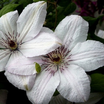 Изображение загружено обработкой по данным файла Excel