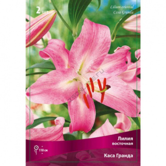 Лилия Восточная Каса Гранда