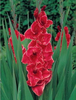 Гладиолус Афтершок