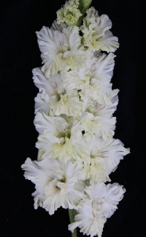 5365e4a6cc509a7e5b92029c9bf004bc