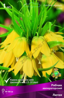 Рябчик императорский Лютея 20-24/К
