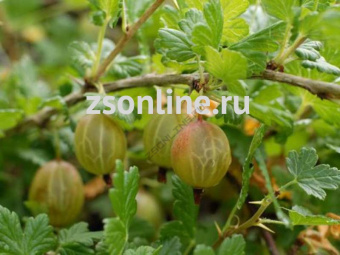 Изображение загружено обработкой по данным файла Excel