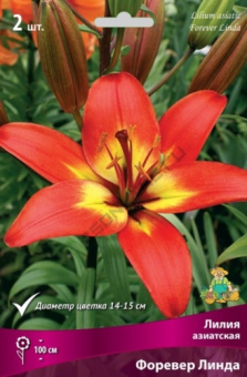 Лилия Азиатская Форевер Линда 14-16/К 2шт