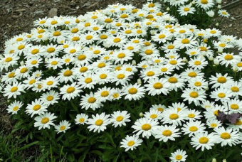 Нивяник С2 *В