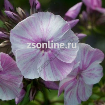 Изображение загружено обработкой по данным файла Excel