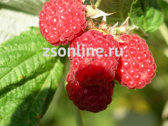 Изображение загружено обработкой по данным файла Excel