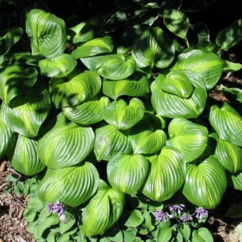 Хоста гибридная Avocado, лист желто-зеленый с темно-зеленым краем, С 2, 70 см