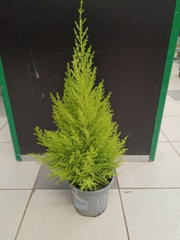 кониферен 25х11
