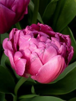 08c66247c63aa063a68f71c58d96ff3d