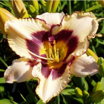 Лилейник гибридный Ниппон