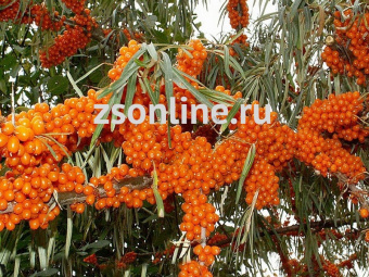 Изображение загружено обработкой по данным файла Excel