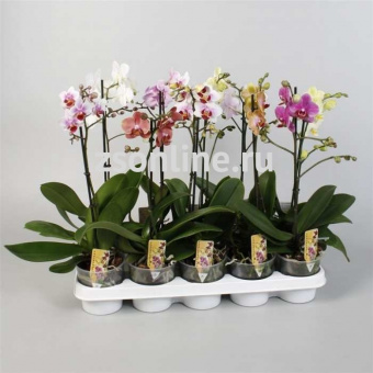 Орхидея Фаленопсис 12/70 см
