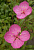 Энотера Glowing Magenta, пурпурно-розовый, С 1, 15-30 см