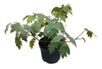 Циссус смесь D9 H20см