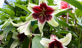 Лилия Куси Мая