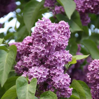 siren_obyknov_leonid_leonov