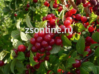 Изображение загружено обработкой по данным файла Excel