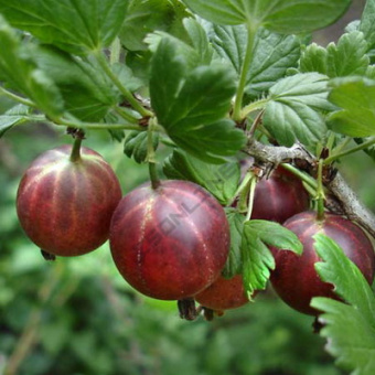 Крыжовник Командор (Владил) С 3 (40-60см)